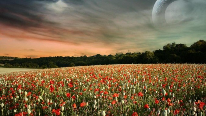 狗头萝莉究竟做错了什么？